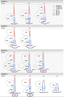 Ontogeny of ependymoglial cells lining the third ventricle in mice